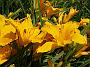 Hemerocallis Goldelse